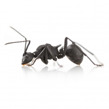 Preview: Polyrhachis armata